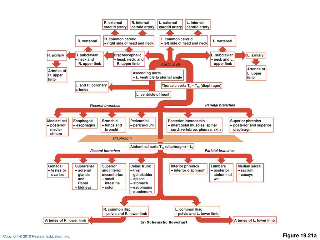 Lower Limb Blood Supply Flow Chart