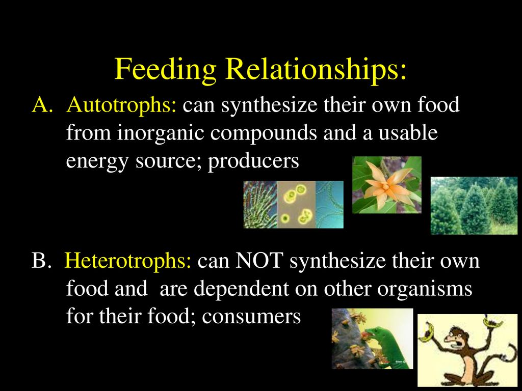 Ecology Ppt Download ecology-ppt-download