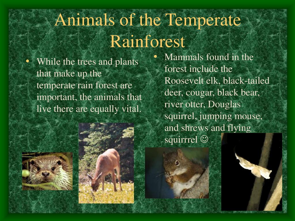 The Temperate Rainforest - ppt download