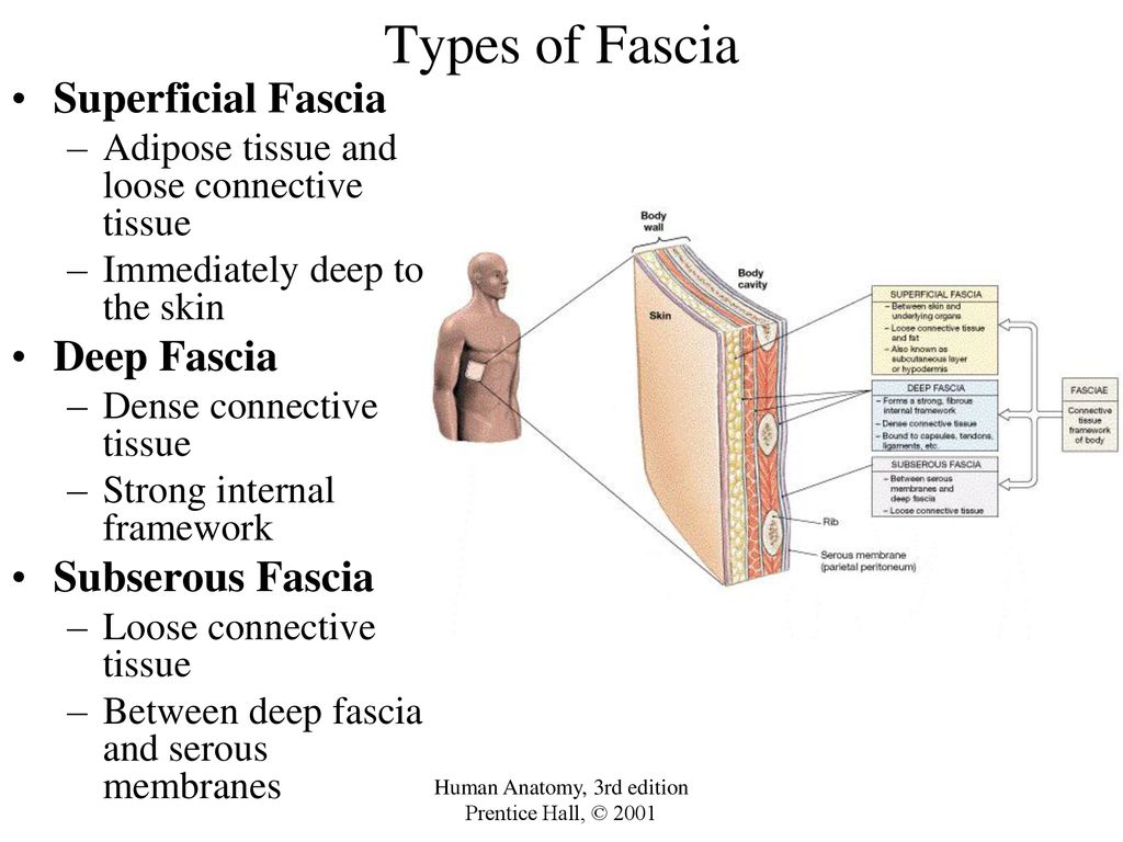 The Tissue Level of Organization Biology Diagrams