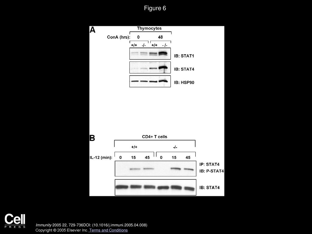 Figure 6 Enhanced STAT Protein Level and Tyrosine Phosphorylation in SLIM-Deficient Cells.
