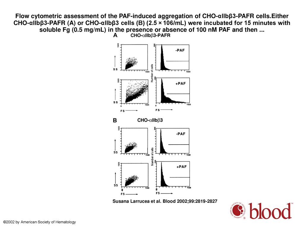 Flow cytometric assessment of the PAF-induced aggregation of CHO-αIIbβ3-PAFR cells.Either CHO-αIIbβ3-PAFR (A) or CHO-αIIbβ3 cells (B) (2.5 × 106/mL) were incubated for 15 minutes with soluble Fg (0.5 mg/mL) in the presence or absence of 100 nM PAF and then ...