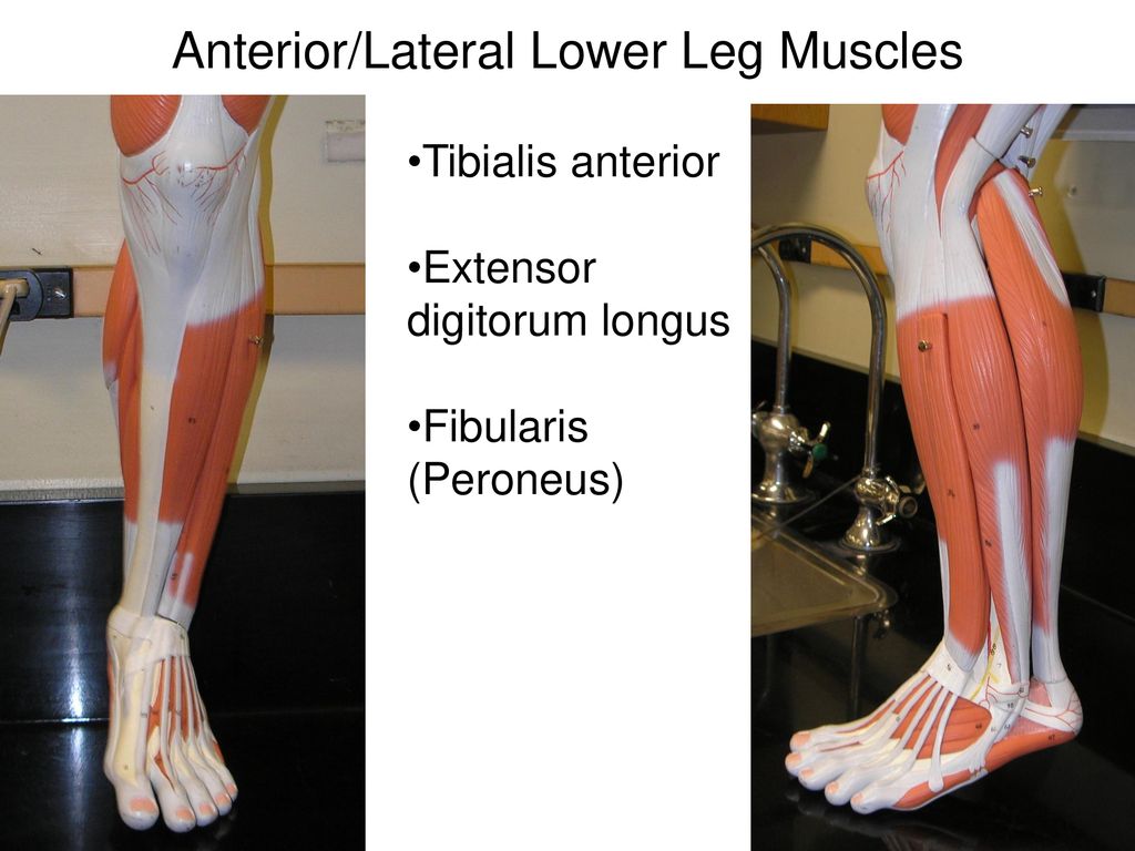 Gross Anatomy of the Muscular System Arm and Leg Muscles - ppt download