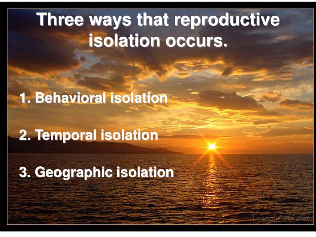The process of speciation ppt download