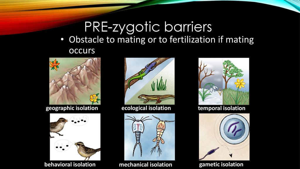 Speciation ppt download