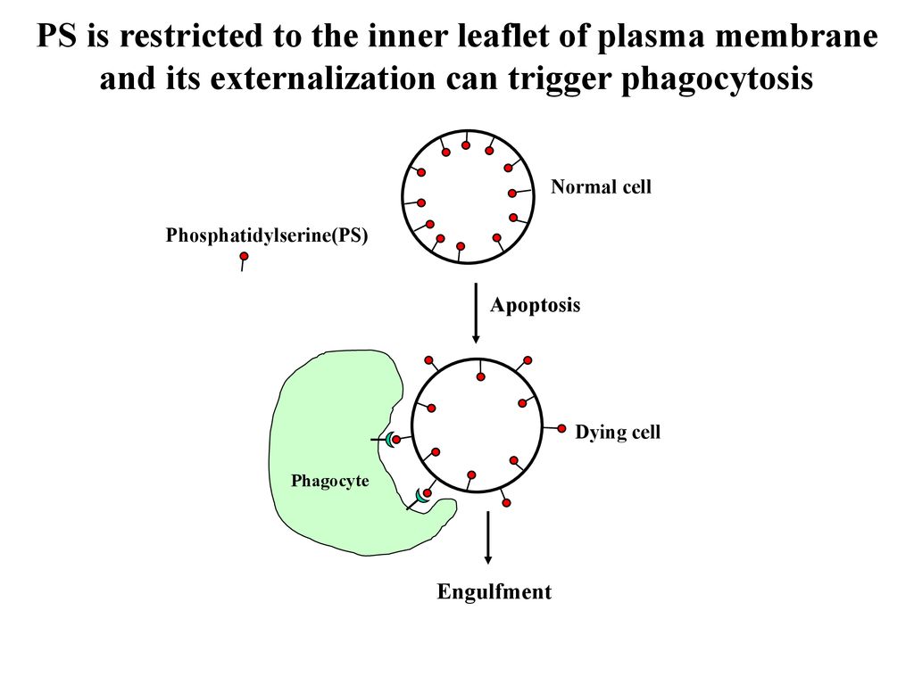 PS is restricted to the inner leaflet of plasma membrane and its externalization can trigger phagocytosis