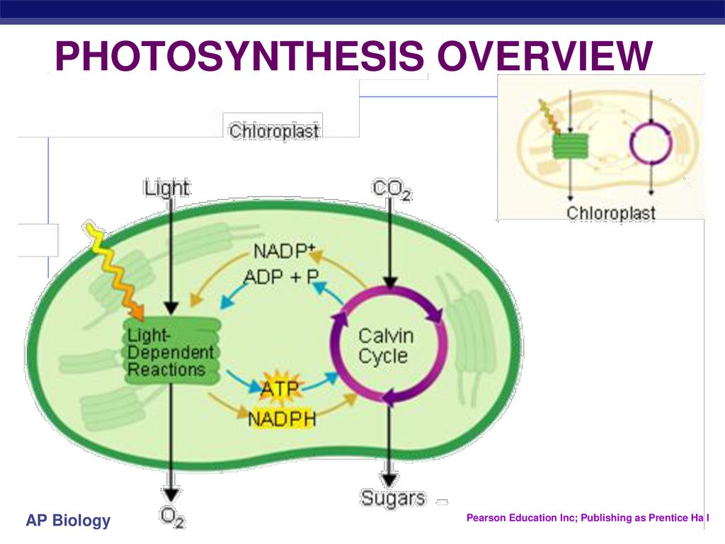 Образование атф в темновой фазе. Темновая фаза фотосинтеза схема. Электрон транспортная цепь фотосинтеза. Синтез АТФ фаза фотосинтеза. Цикл Кальвина в фотосинтезе схема.