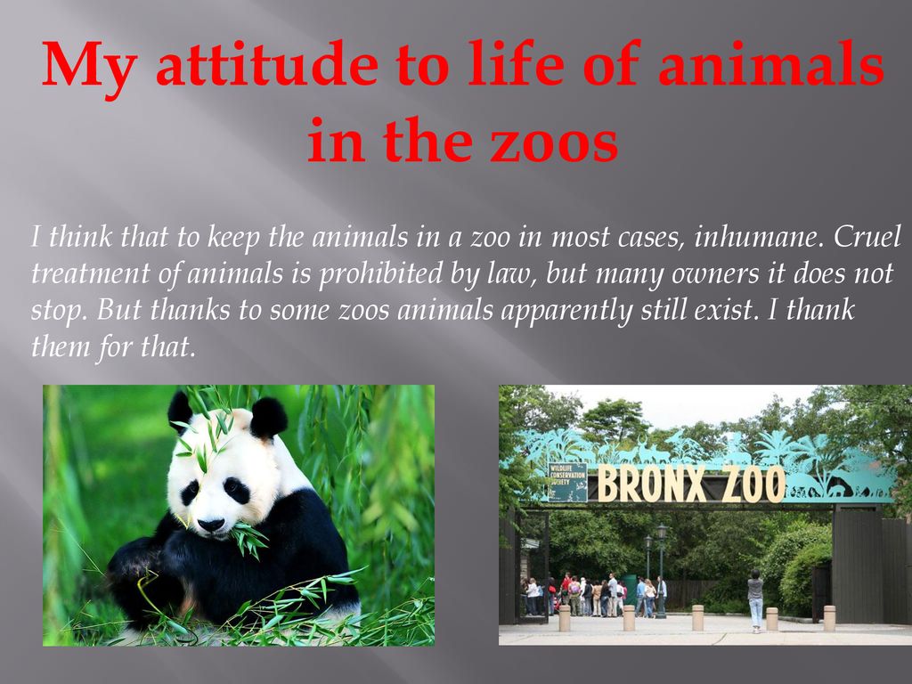 What your attitude to doing sports. Keeping animals in Zoos вопросы. Сообщение my last visit to the Zoo. Zoo animals are kept in. -What your attitude to keeping animals in the Zoo is..