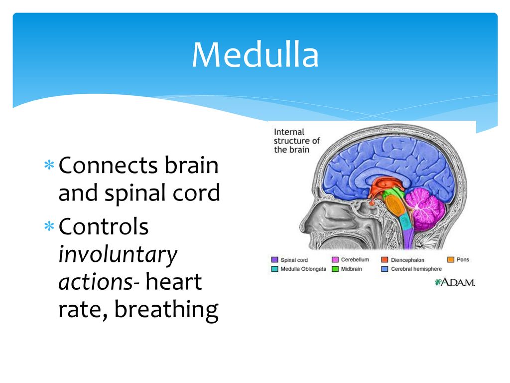 Regulation: Nervous & Endocrine Systems - ppt download