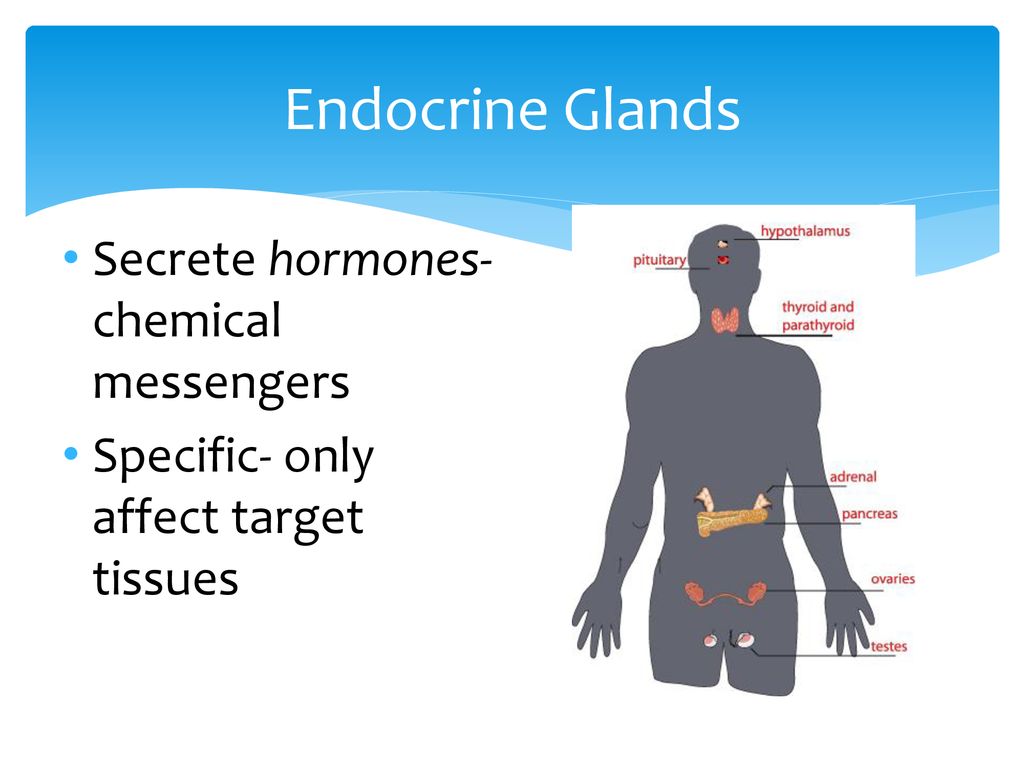 Regulation: Nervous & Endocrine Systems - ppt download