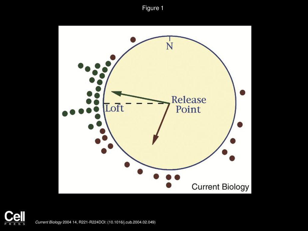 Figure 1 Pigeons can use celestial cues as a compass.
