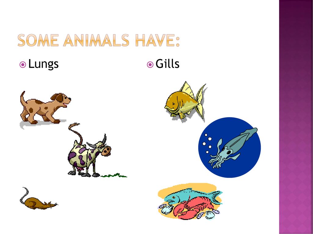 Plants and animals. - ppt download