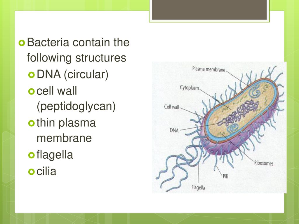 BACTERIA chapter 24 Characteristics no membrane bound nucleus - ppt ...