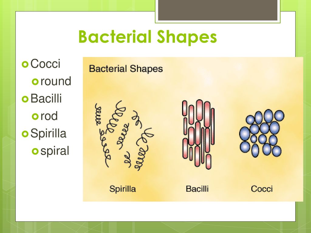 BACTERIA chapter 24 Characteristics no membrane bound nucleus - ppt ...