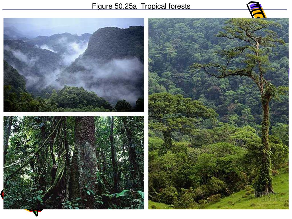 Тропический лес текст. Полувечнозеленые тропические леса. Сезонные тропические леса. Тропический лес для детей 1 класса. Климат в тропических лесах.
