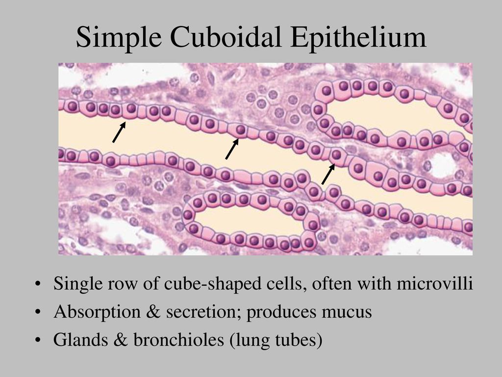 BODY TISSUES Remember…groups of cells that are similar in structure and ...