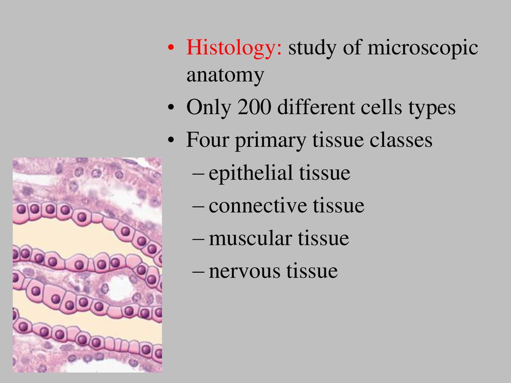 BODY TISSUES Remember…groups of cells that are similar in structure and ...