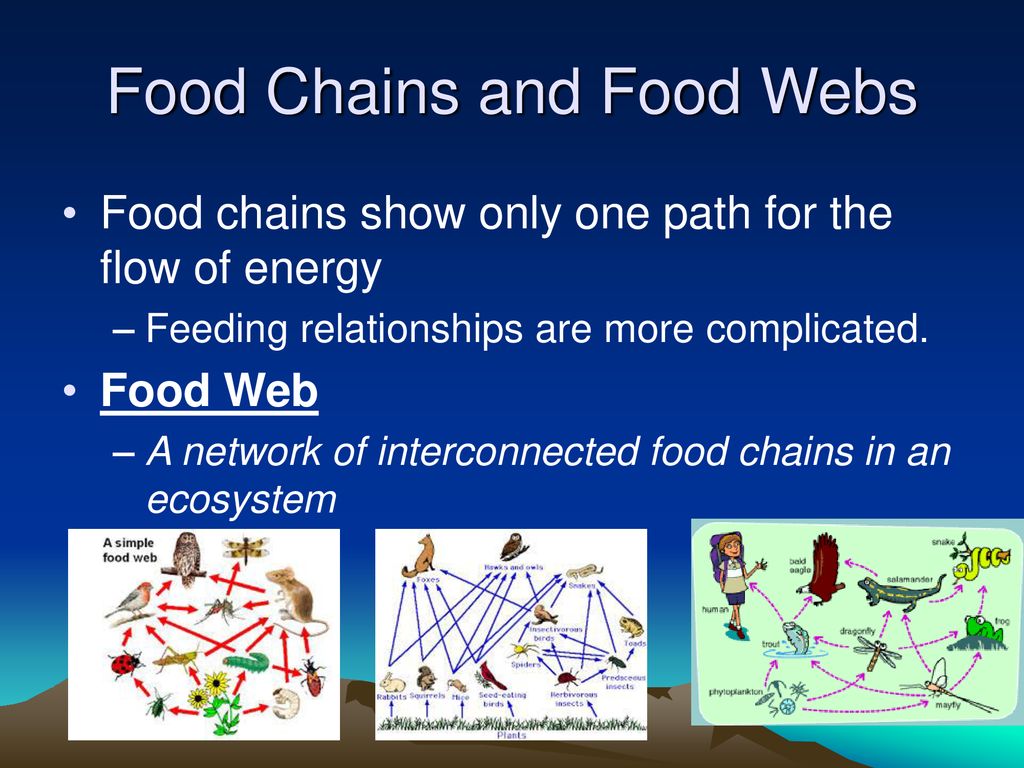 Ecosystems Understand how organisms interact with and respond to the ... Biology Diagrams