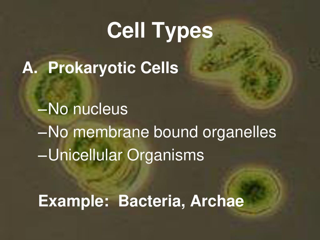 Cell Types Prokaryotic Cells No nucleus No membrane bound organelles
