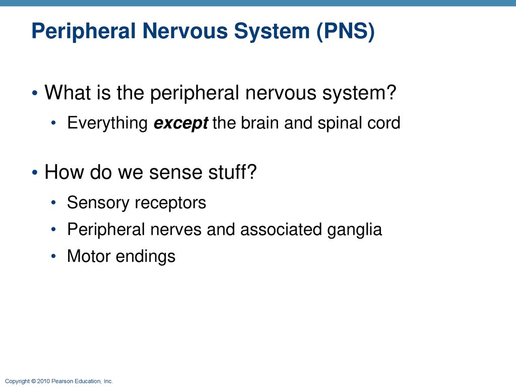 The Peripheral Nervous System and Reflex Activity: Part A - ppt download