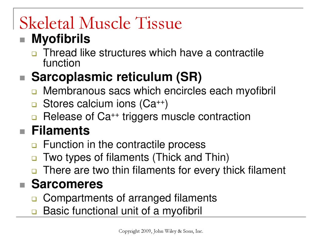 Chapter 10: Muscular Tissue - ppt download