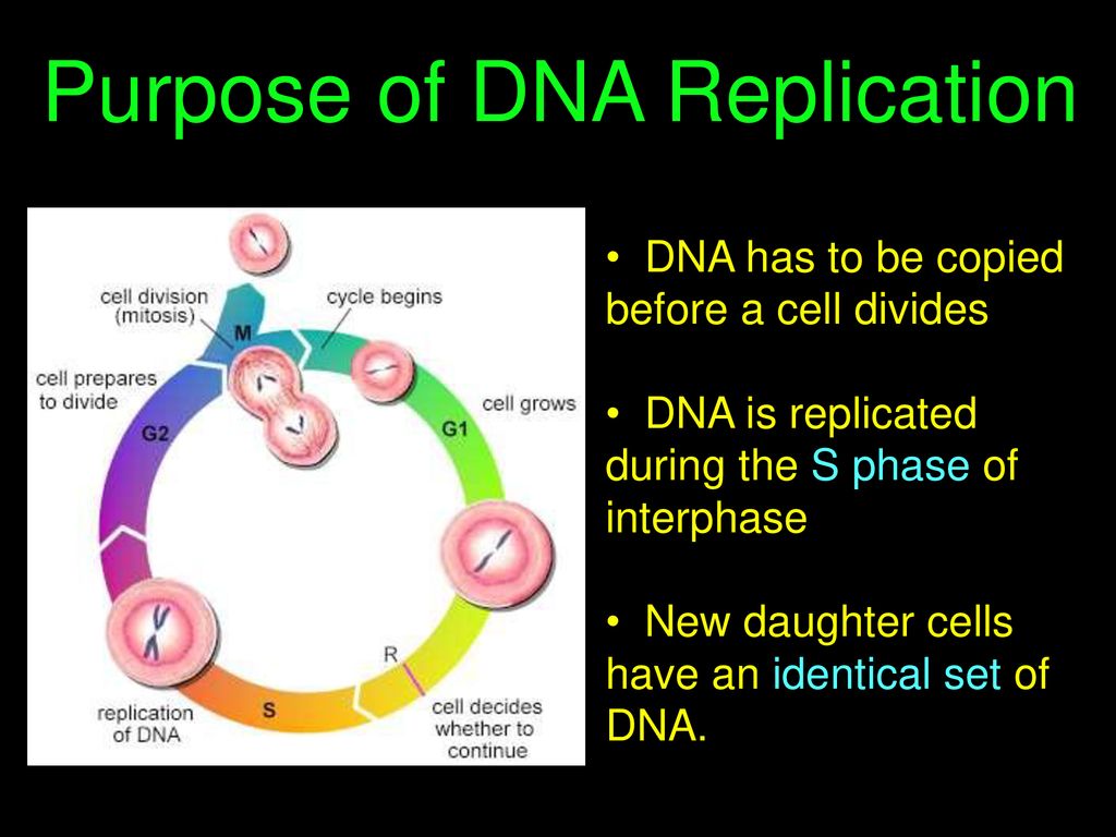 Dna replication ppt download