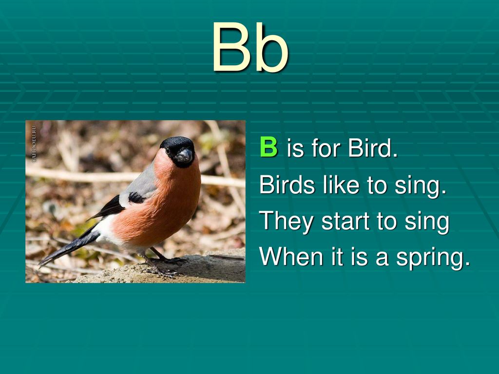 She likes birds. B is for Bird. Sing like a Bird. B is for Bird measured. Start to Sing.