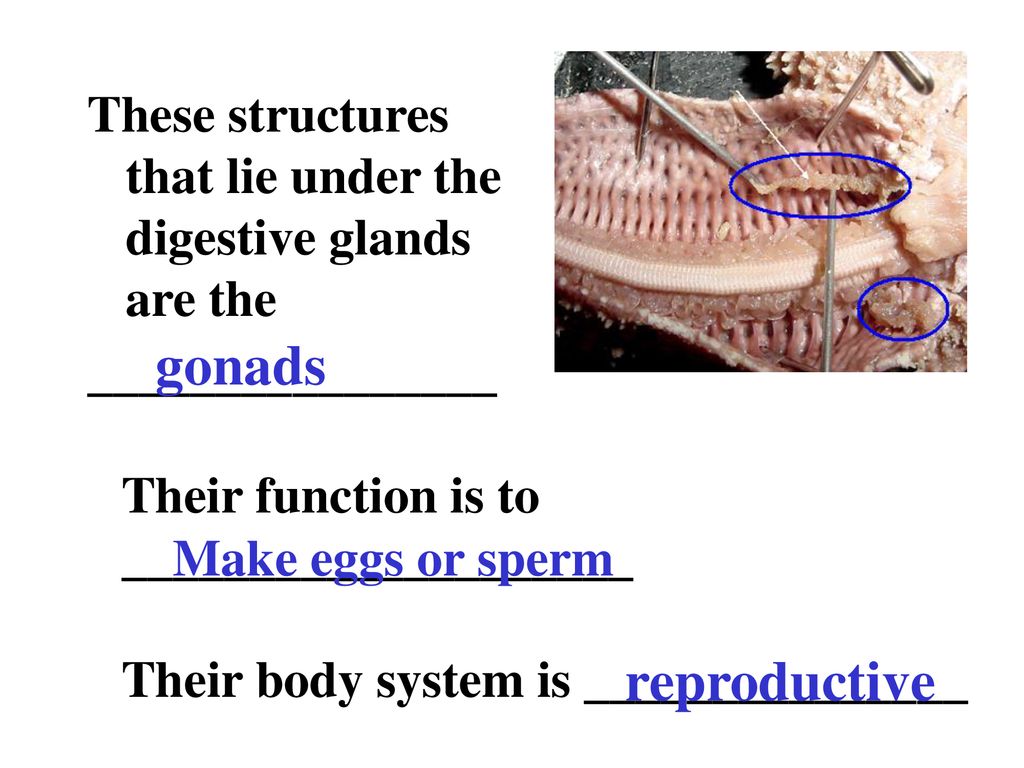 These structures that lie under the digestive glands are the