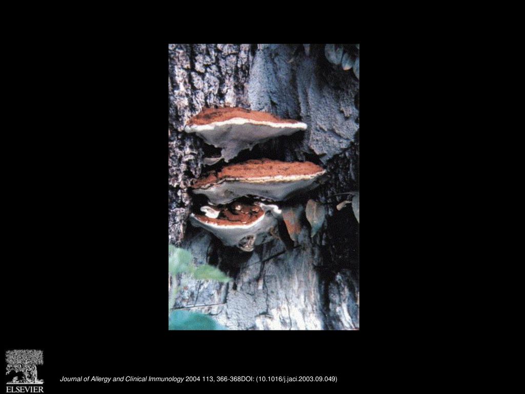 FIG 7. Ganoderma applanatum basidiocarps (fruiting bodies) growing from the base of a tree. Species of Ganoderma are wood-decay fungi attacking both living and dead hardwoods and conifers. This genus, which has a worldwide distribution, is easily distinguished from other bracket fungi by the unique spores (see Fig 8). A closely related species, Ganoderma lucidum, is widely used in Chinese herbal medicine to treat everything from cardiovascular disease to Alzheimer s disease to asthma.