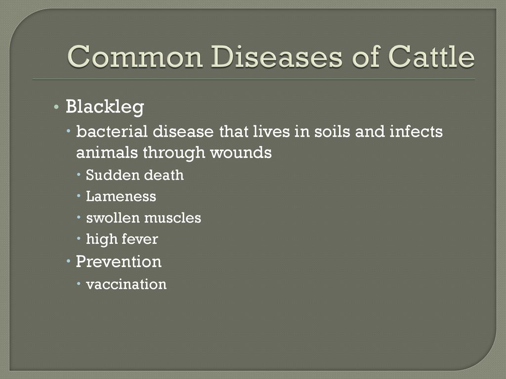 Objective  Classify diseases of animals and preventative maintenance  procedures. - ppt download