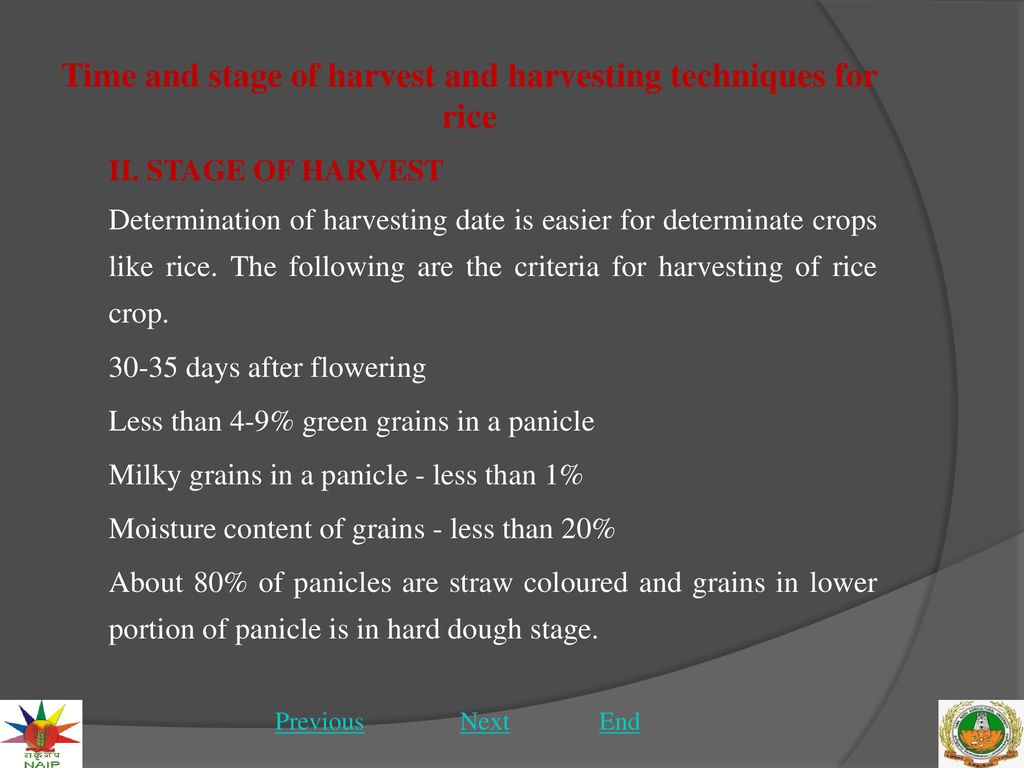 Time and stage of harvest and harvesting techniques for rice