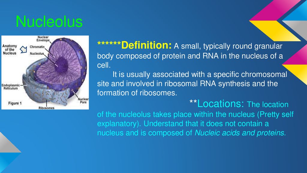 Nucleolus Peroxisomes Ppt Download Lamins are also found inside the nucleoplasm where they form another regular structure, known as the nucleoplasmic veil. nucleolus peroxisomes ppt download