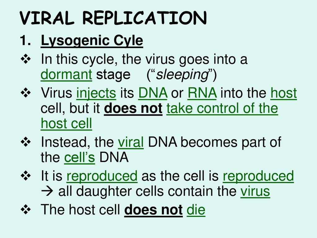 VIRAL REPLICATION Lysogenic Cyle
