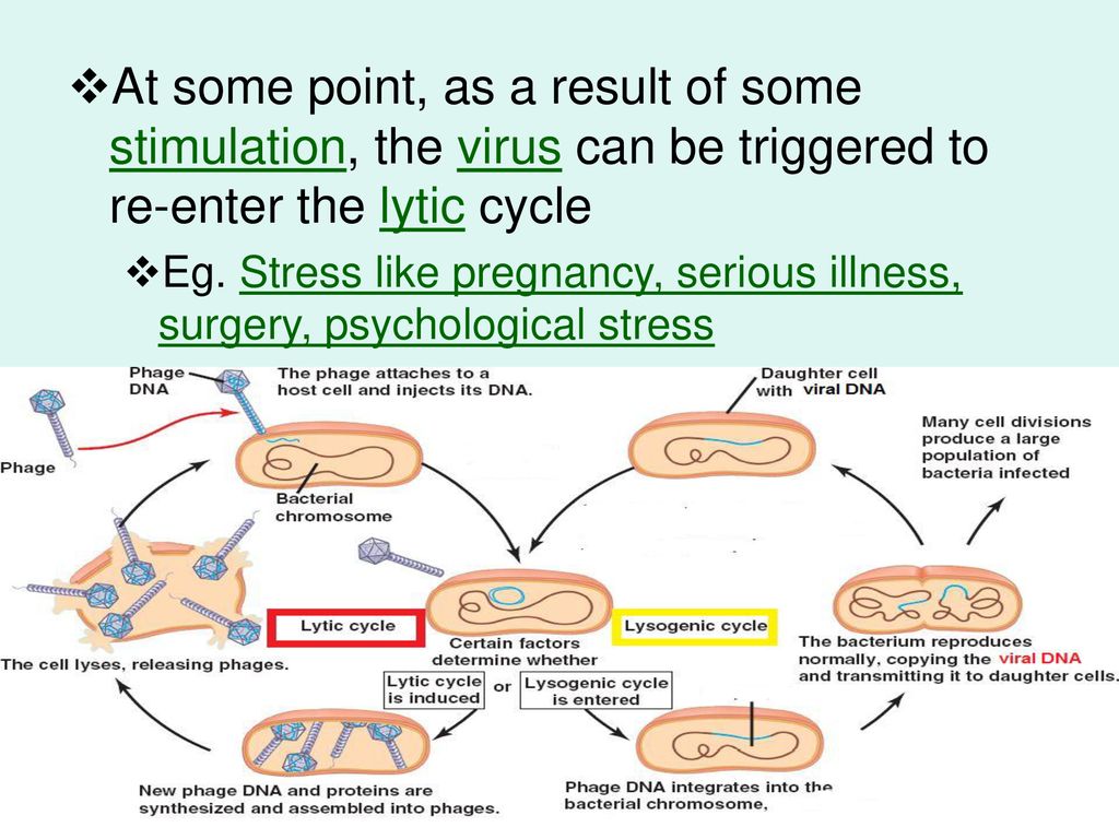 At some point, as a result of some stimulation, the virus can be triggered to re-enter the lytic cycle