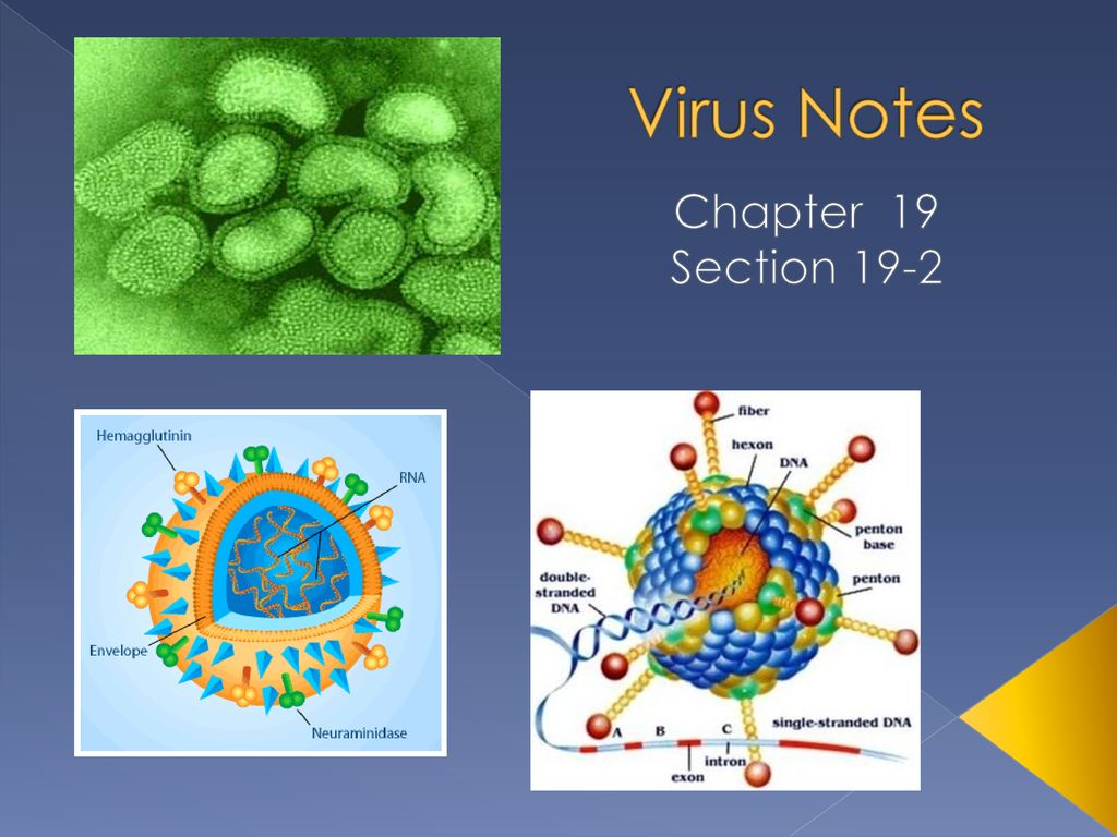 Virus notes chapter 19 section ppt download