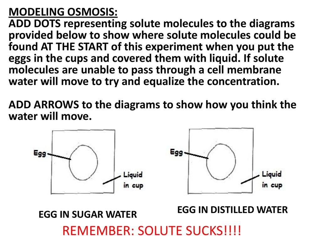EGG OSMOSIS LAB Images from: ppt download