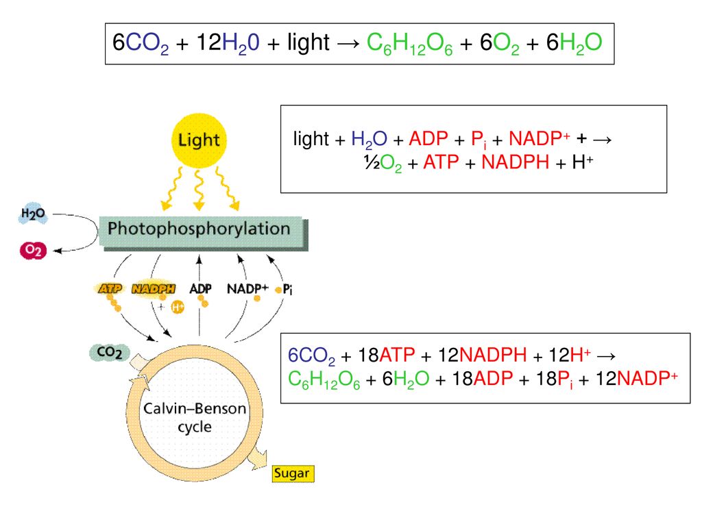 6CO2 + 12H20 + light → C6H12O6 + 6O2 + 6H2O light + H2O + ADP + Pi + NADP+ + → ½O2 + ATP + NADPH + H+