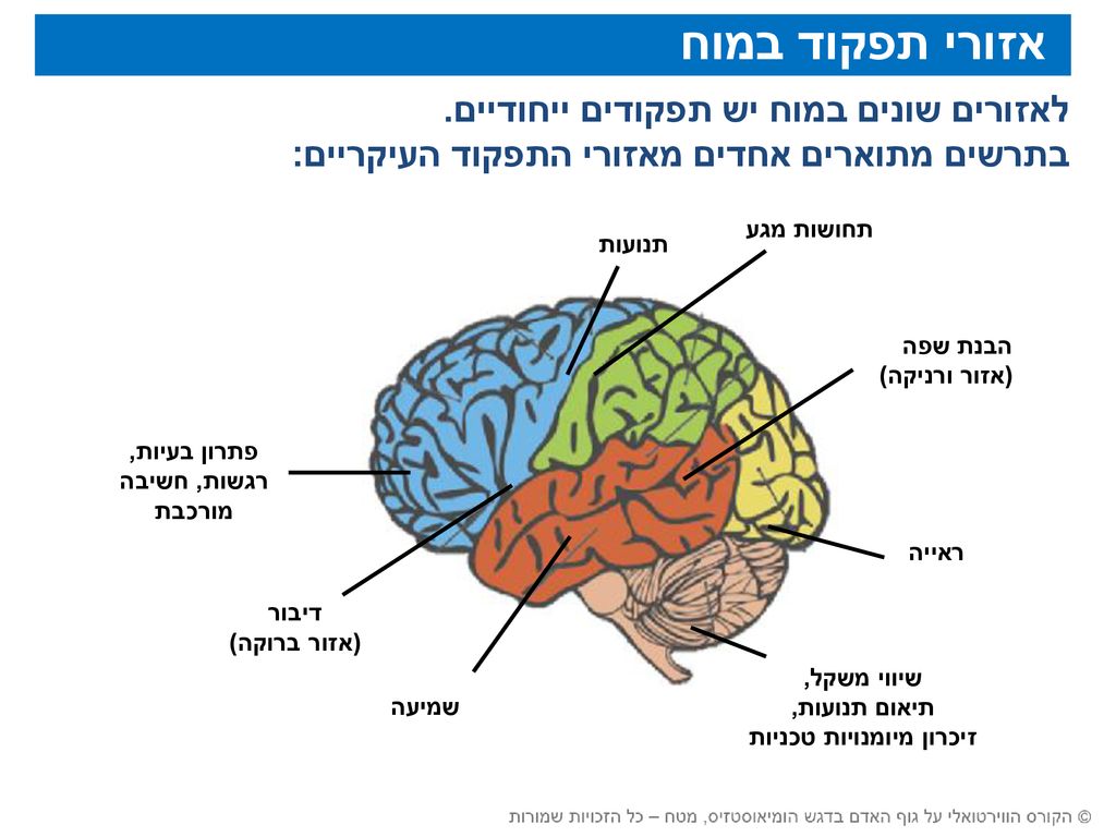 המוח – מבנה ותפקוד. - ppt download