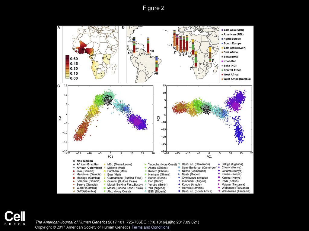 Figure 2 African Genetic Affinities of the Three African-Descendant Populations from South America.
