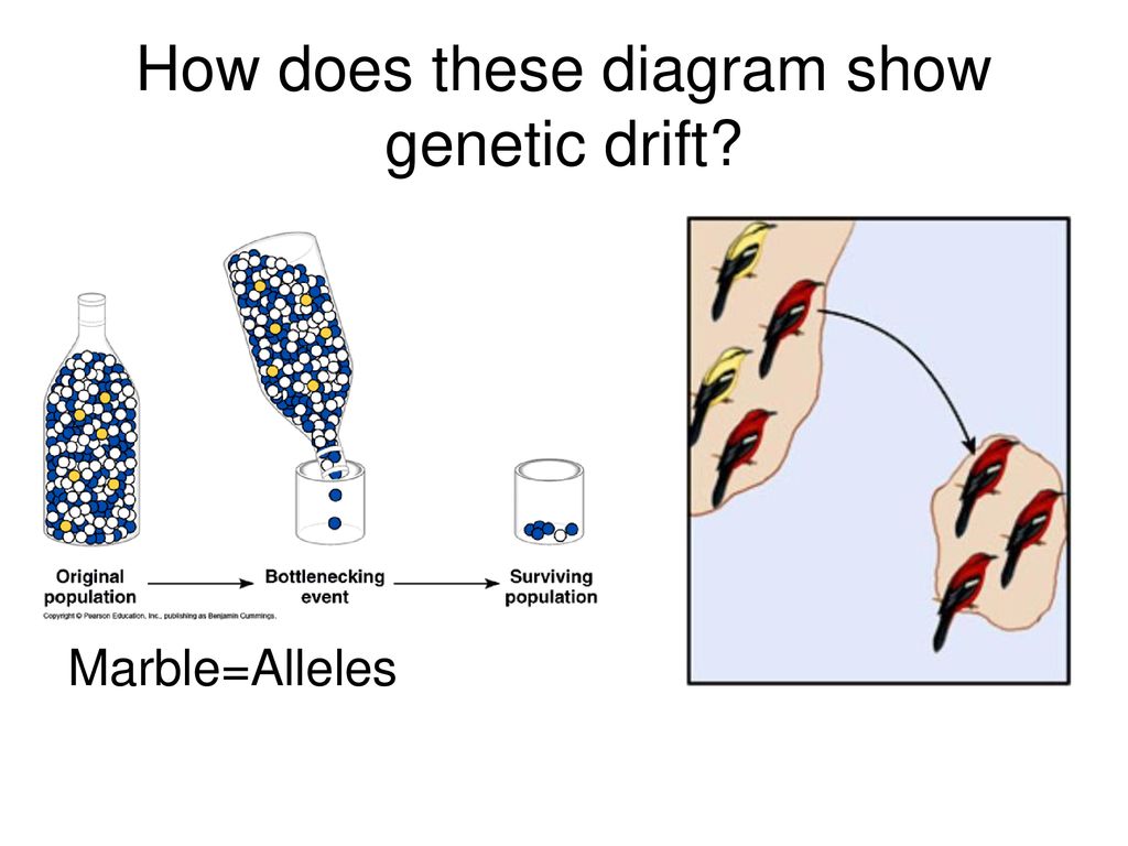 Genetic drift worksheet glue on page 32 fill in charts and yell