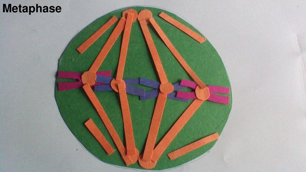 Mitosis By Arezou and Katelyn. Biology Diagrams
