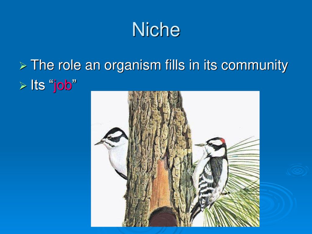 Niche The role an organism fills in its community Its job