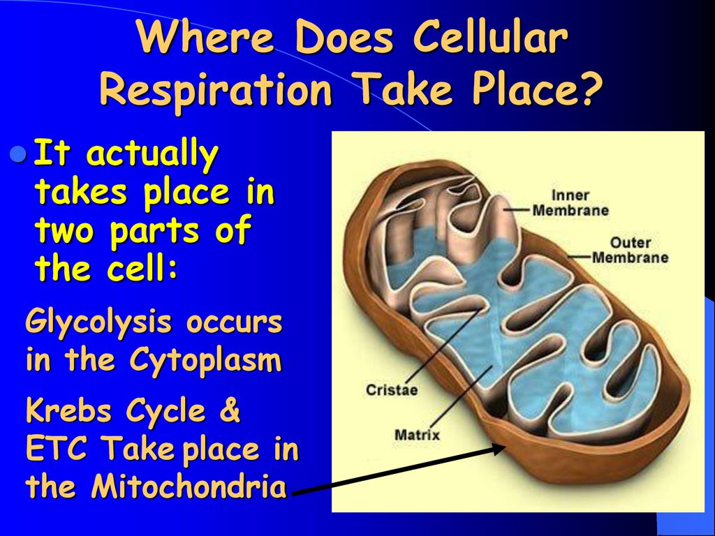 Overview of cellular respiration ppt download