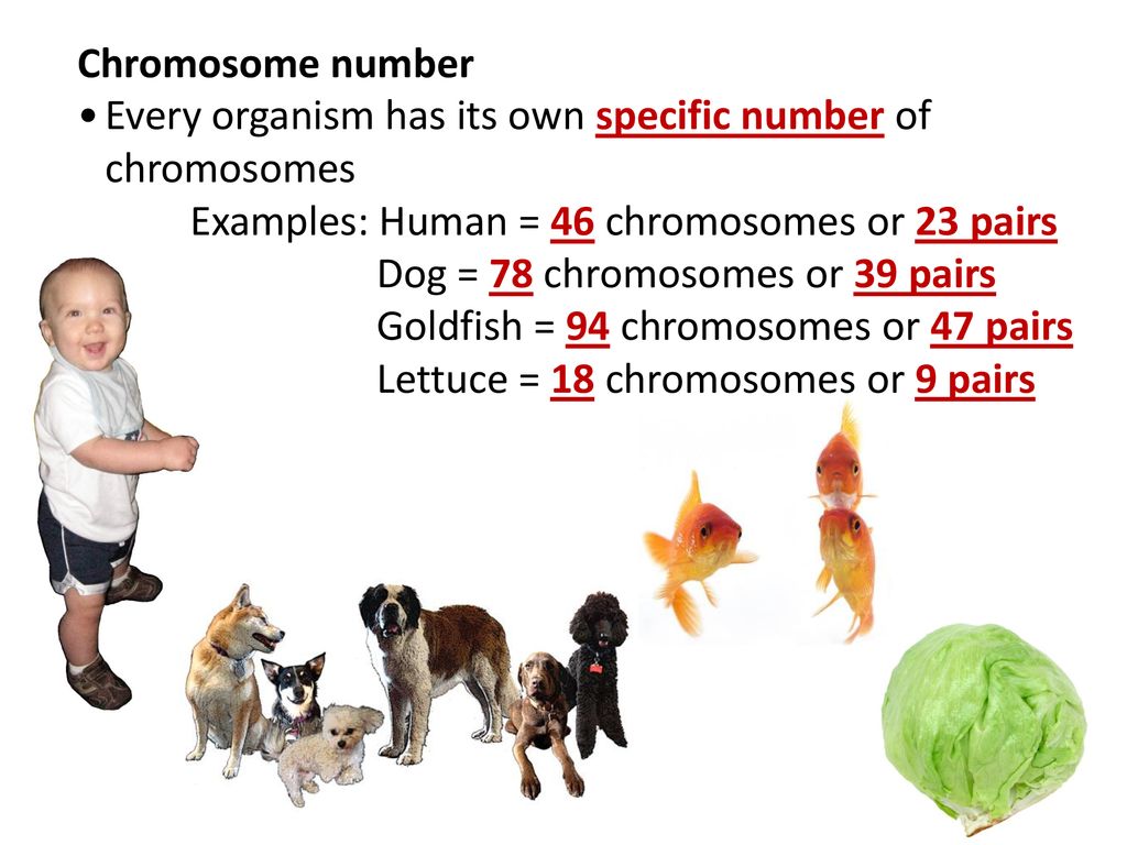 do all dogs have the same number of chromosomes