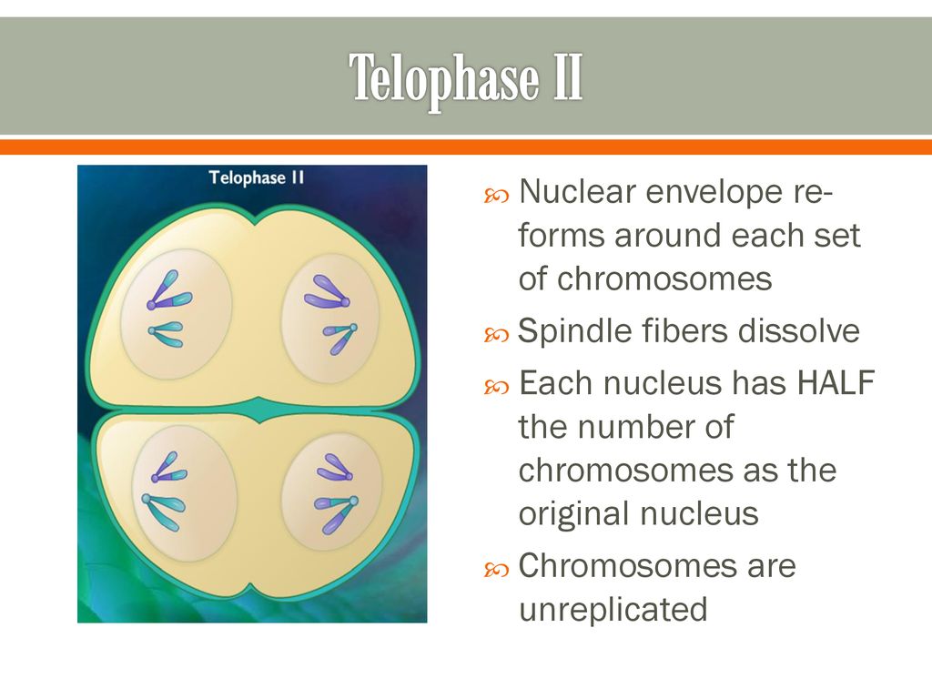 2/14/12 Objective: Understand the key features of meiosis Biology Diagrams