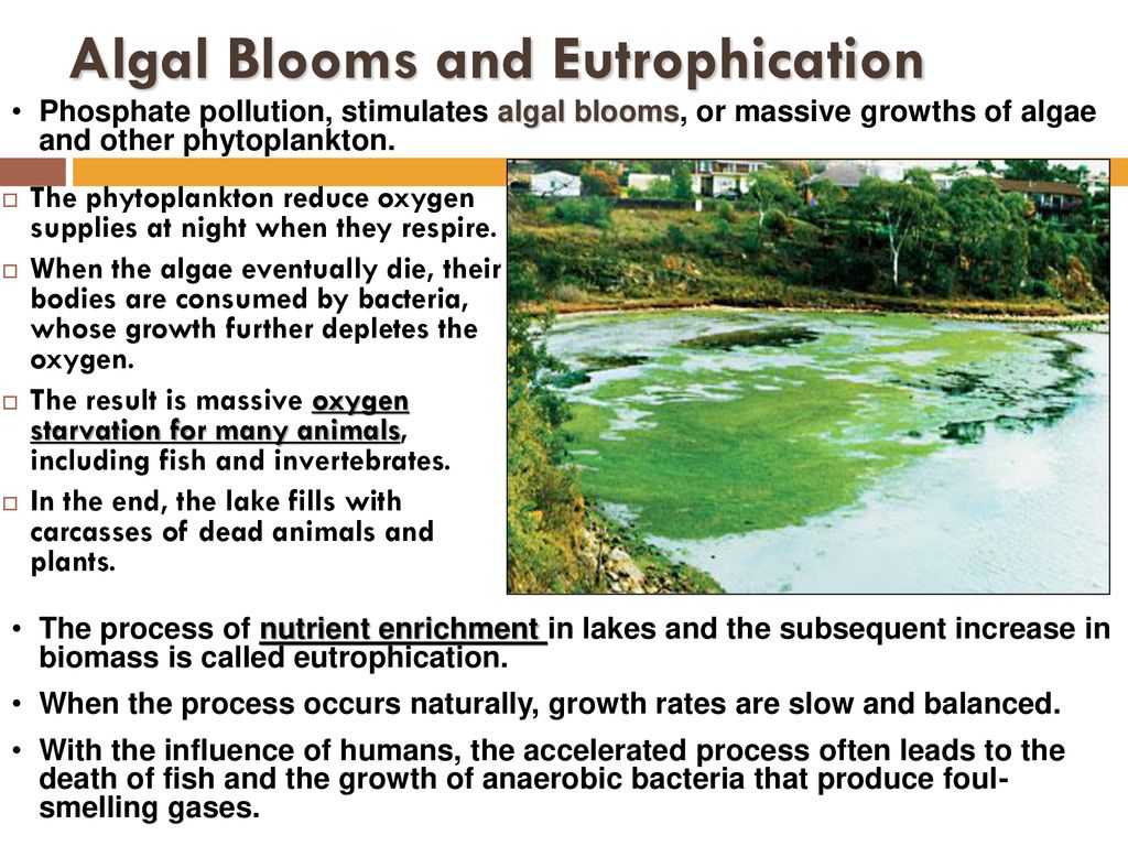 Human Impact on the Environment Biology Diagrams