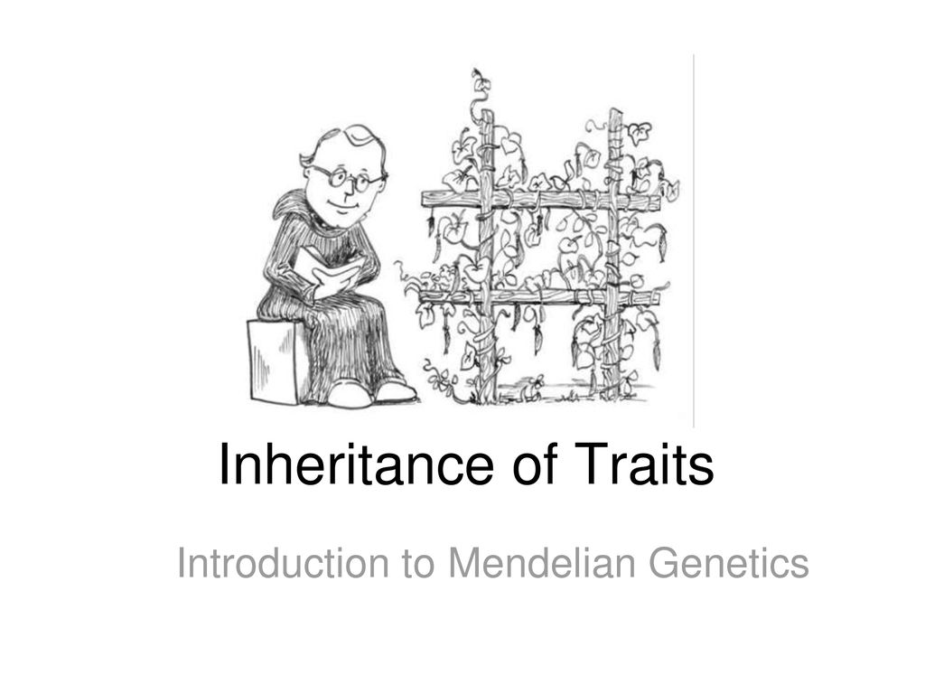 Introduction To Mendelian Genetics - Ppt Download