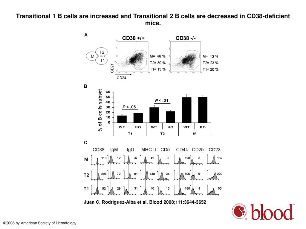 Transitional 1 B cells are increased and Transitional 2 B cells are decreased in CD38-deficient mice.