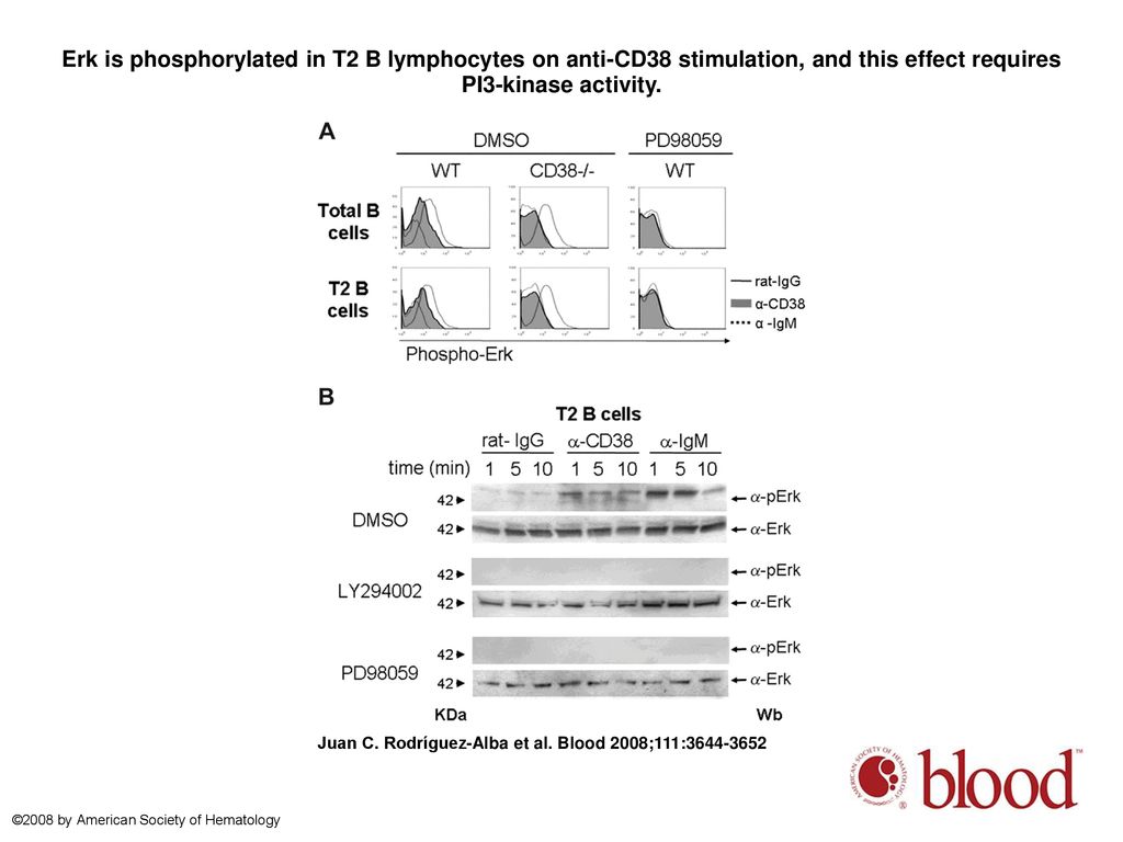 Erk is phosphorylated in T2 B lymphocytes on anti-CD38 stimulation, and this effect requires PI3-kinase activity.