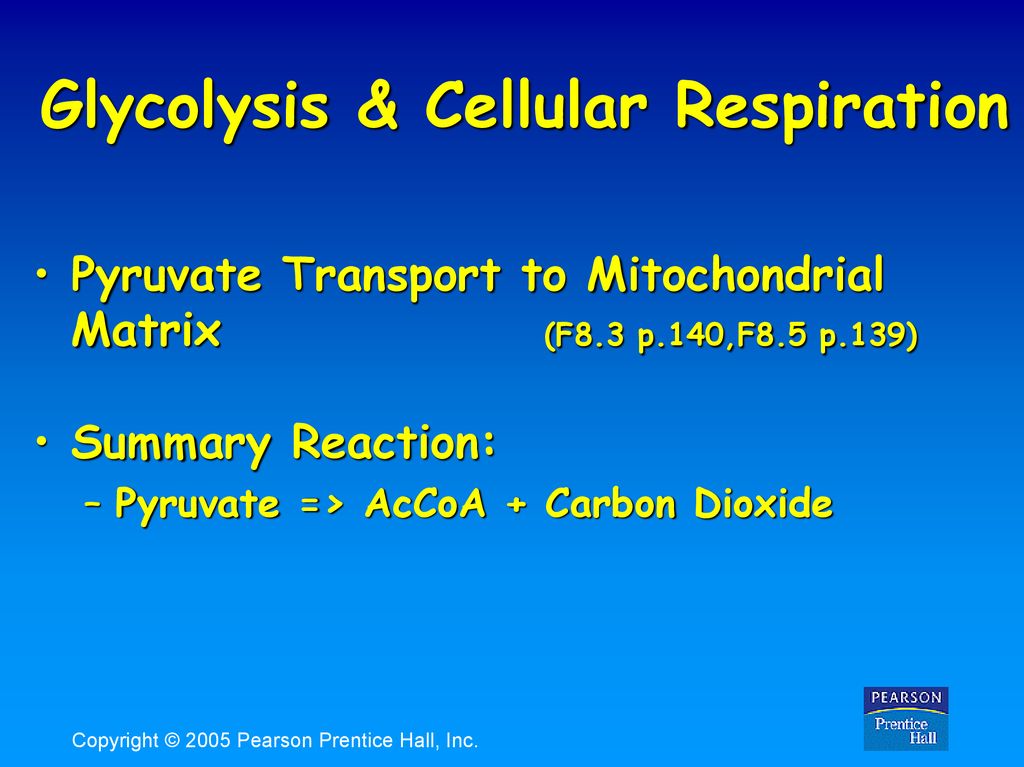 Glycolysis & Cellular Respiration - ppt download